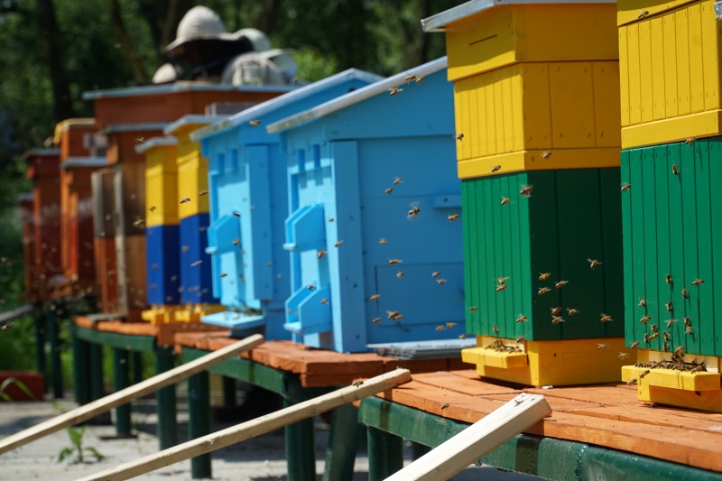 Dbamy o Pszczoły - Chronimy Środowisko