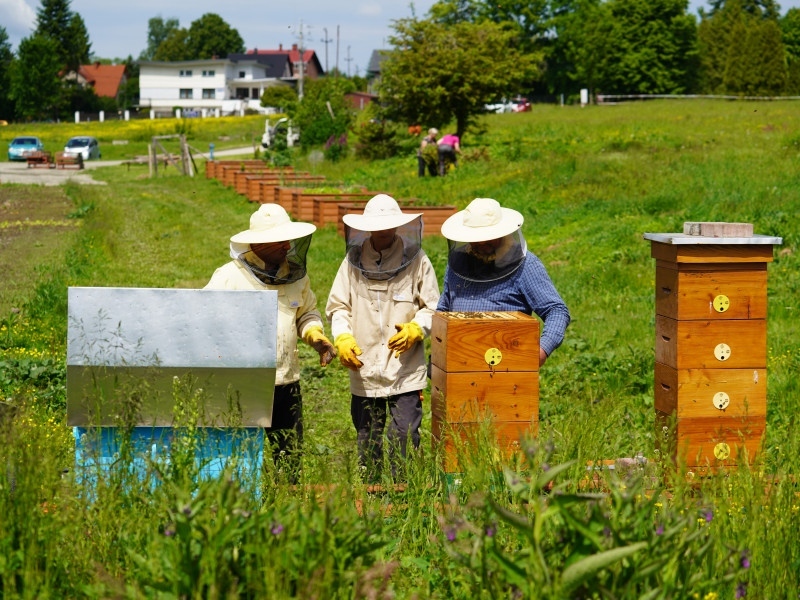 Maj i czerwiec na działce